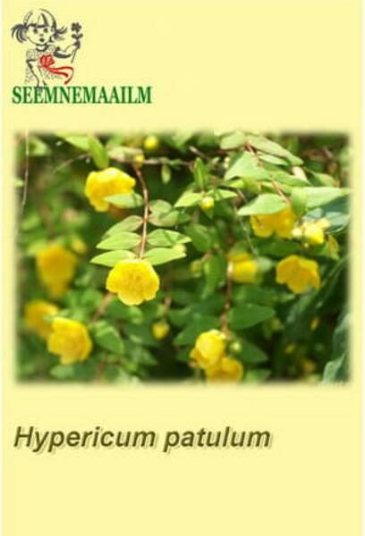 Goldencup St. Johnswort