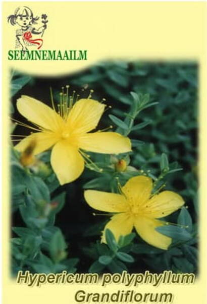 Naistepuna hulgalehine "Grandiflorum" 
