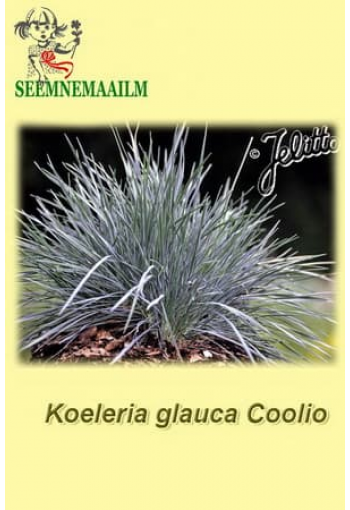 Келерия сизая "Coolio" (Тонконог голубой) Koeleria glauca