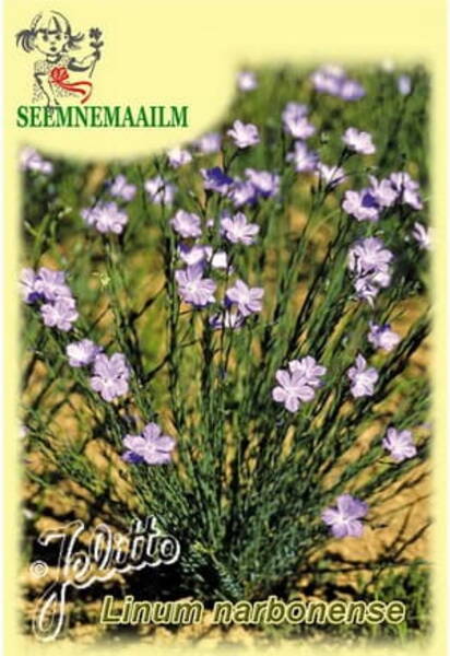 Narbonni lina Linum narbonense