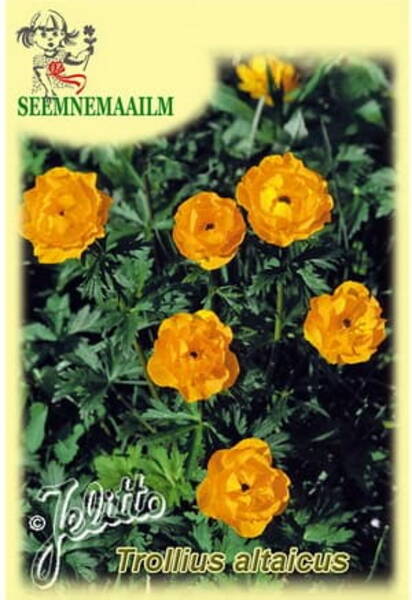 Купальница алтайская (Trollius altaicus)