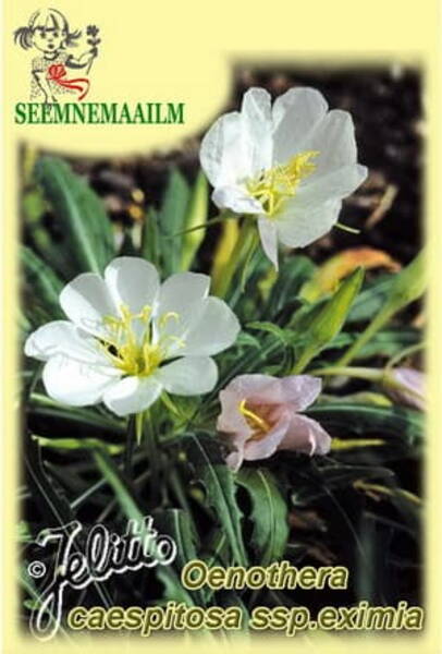 Mätasjas kuningakepp Oenothera caespitosa ssp. eximia