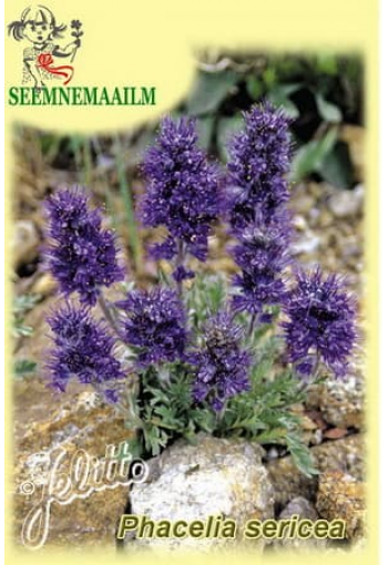 Фацелия шелковистая (Phacelia sericea)