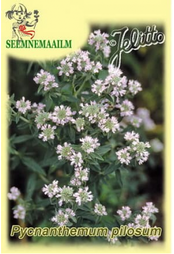 Hairy Mountain Mint