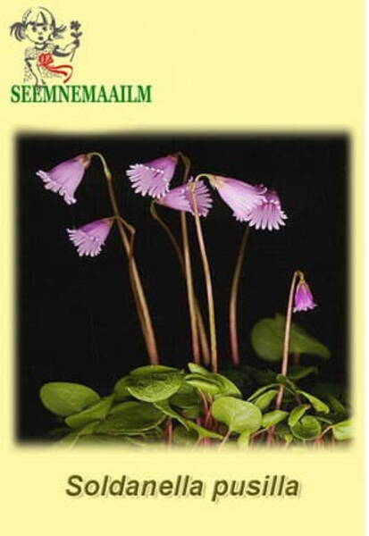Pisisoldanell Soldanella pusilla
