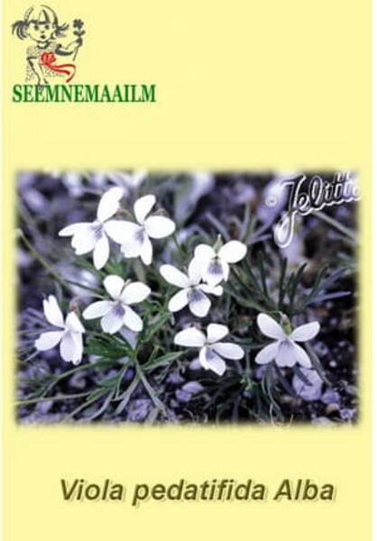 Varvaskannike "Alba" Viola pedatifida