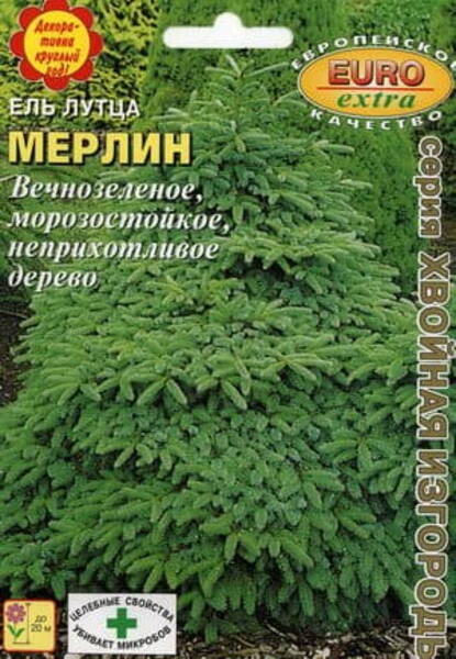 Lutzi kuusk "Merlin" Picea x lutzii