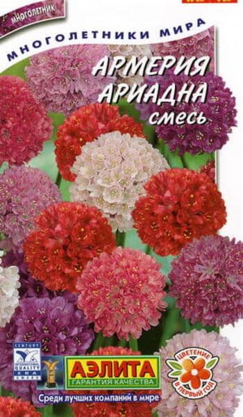 Laialehine merikann "Ariadna" Armeria latifolia