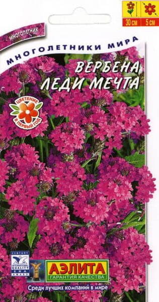 Roodne raudürt "Lady of Dream" Verbena rigida