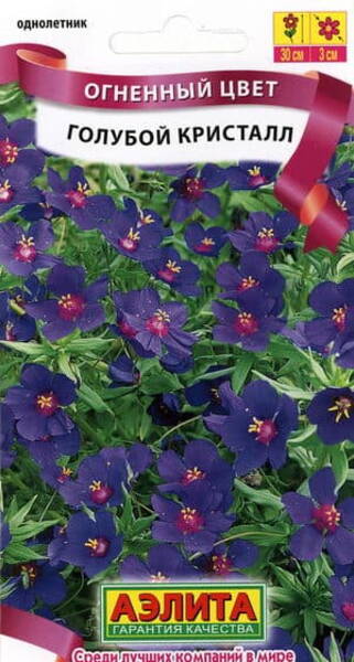 Blue Pimpernel "Blue Cristal" 