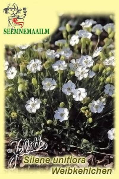 Rand-põisrohi "Weibkehlchen" Silene uniflora