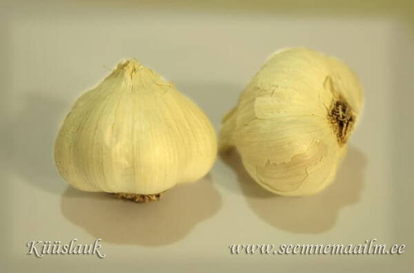 Küüslauk "Mojmir" (talvine) Allium sativum