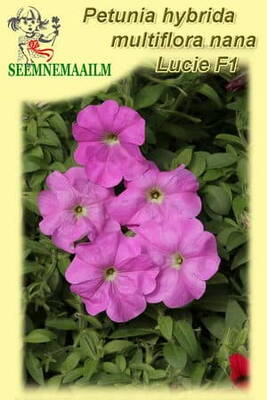 Petunia "Lucie" F1