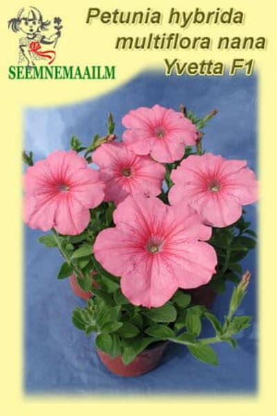 Petunia "Yvetta" F1