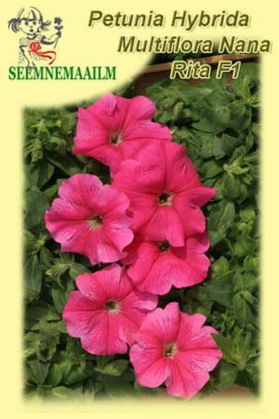 Petunia "Rita" F1