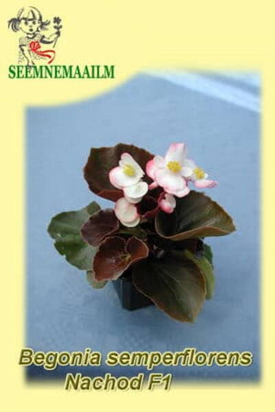 Kesäbegonia "Nachod" F1