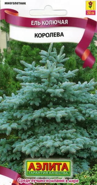 Torkav kuusk (ilukuusk) "Queen" Picea pungens