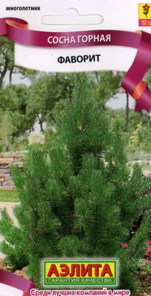 Mägimänd "Favorit" Pinus mugo