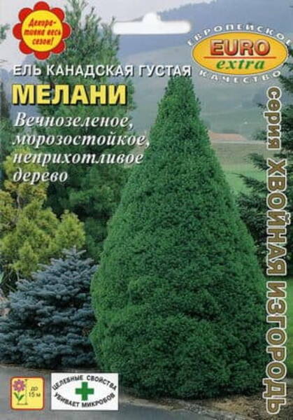 Valge kuusk "Melani" Picea glauca var. densata