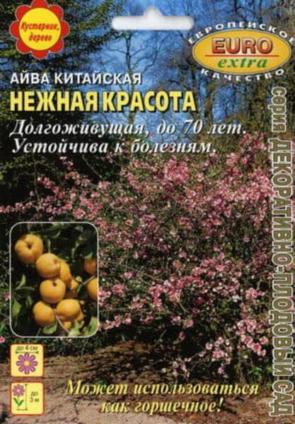 Chinese Quince