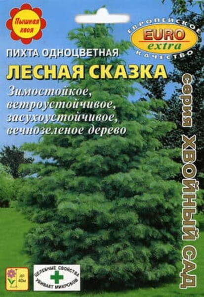 Sierra nulg "Metsa muinasjutt" Abies concolor lowiana