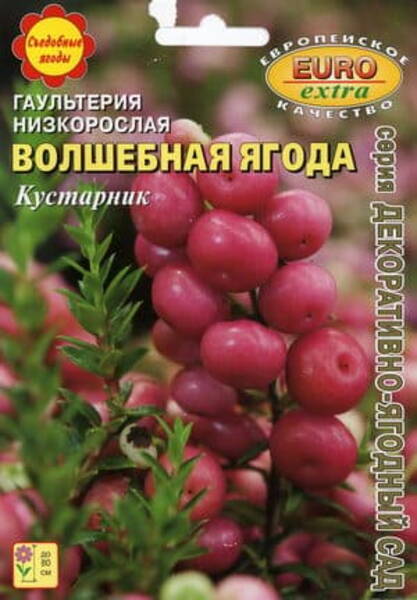 Гаультерия низкорослая"Волшебная ягода" (Gaultheria pumila)