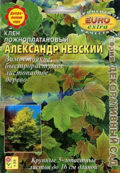 Sykomor lönn "Aleksandr Nevsky"