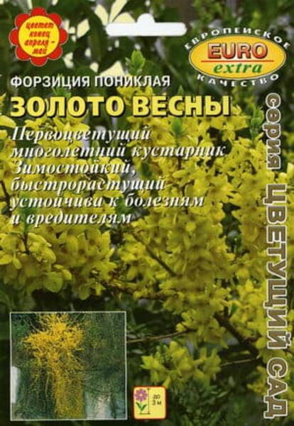 Looklev forsüütia "Zoloto Vesny" Forsythia suspensa