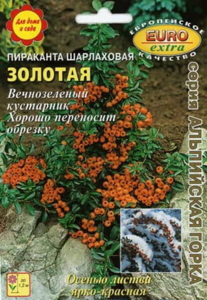 Пираканта шарлаховая ф. жёлтая (Pyracantha coccinea f. flava)