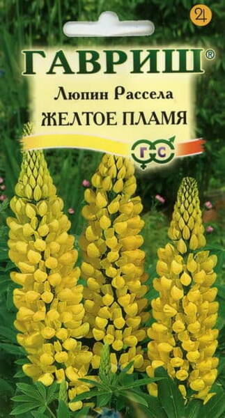 Bigleaf lupine "Yellow Flame"