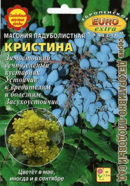 Läiklehine mahoonia "Kristina" Mahonia aquifolium