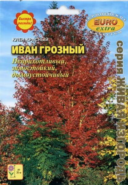 Punavaahtera "Ivan Grozny"
