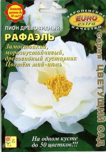 Пион древовидный "Рафаэль" (Paeonia suffruticosa)