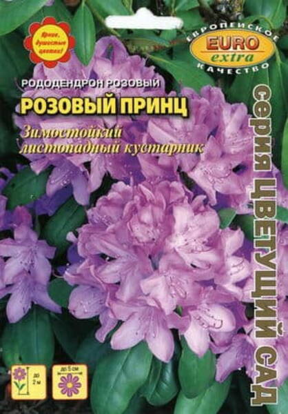 Lõunarodo (lõuna-asalea) "Rose Prince" Rhododendron roseum