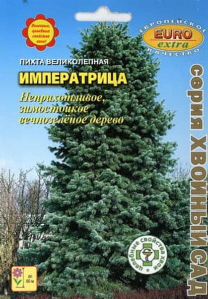 Tore nulg "Imperatrica" Abies magnifica
