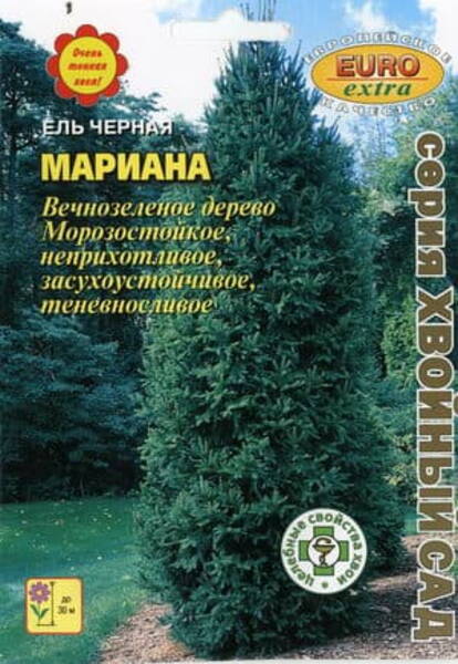 Must kuusk "Mariana" Picea mariana
