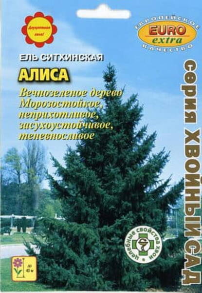 Sitka kuusk "Alisa" Picea sitchensis