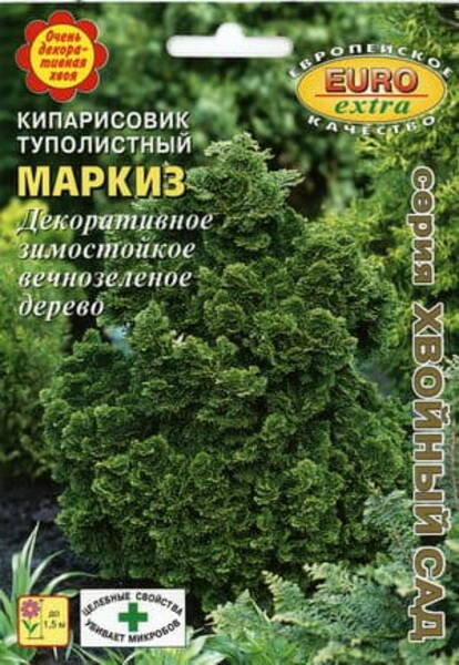 Tömbiokkaline ebaküpress "Markiz" Chamaecyparis obtusa