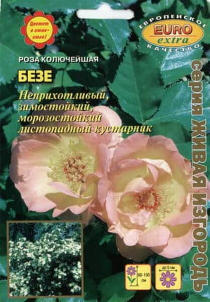 Näärelehine kibuvits "Beze" Rosa spinosissima