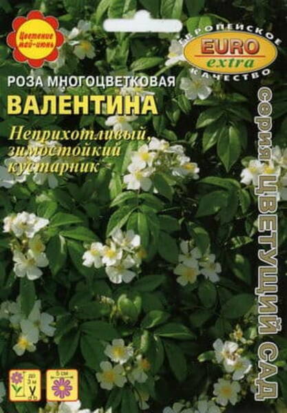 Rohkeõieline kibuvits (paljuõieline roos) "Valentina" Rosa multiflora Rohkeõieline kibuvits (paljuõieline roos) "Valentina" Rosa multiflora