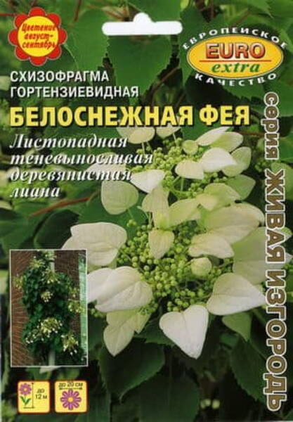 Схизофрагма гортензиевидная "Белоснежная Фея" (Schizophragma hydrangeoides)