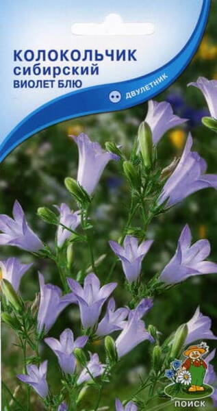 Siberi kellukas "Violet Blue" Campanula sibirica
