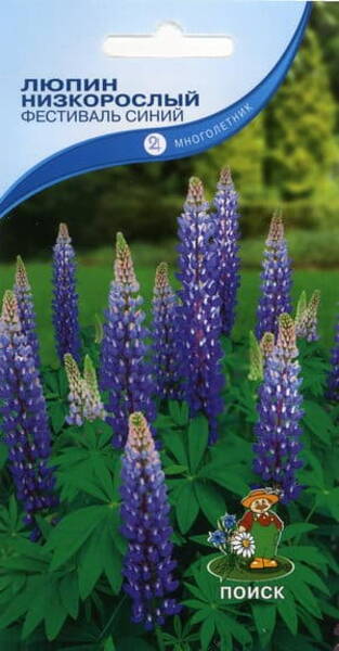 Люпин низкорослый "Фестиваль синий" (Lupinus polyphyllus)
