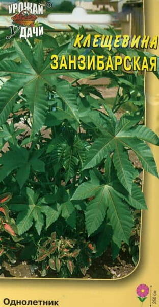 Riitsinus "Zanzibar" Ricinus communis