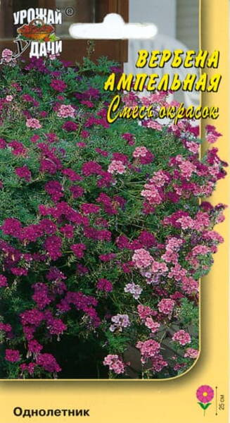 Raudürt ampelne (mix) Verbena speciosa