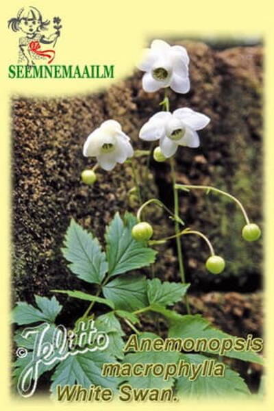 Rippülane "White Swan" Anemonopsis macrophylla f. albiflora