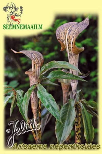 Cobra Lily