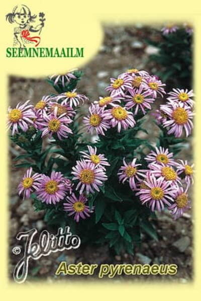 Aster pürenee