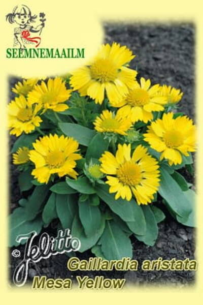 Ohtene mõrsjalill "Mesa Yellow" F1 Gaillardia aristata