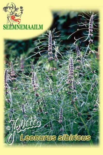 Siberian Motherword Leonurus sibiricus